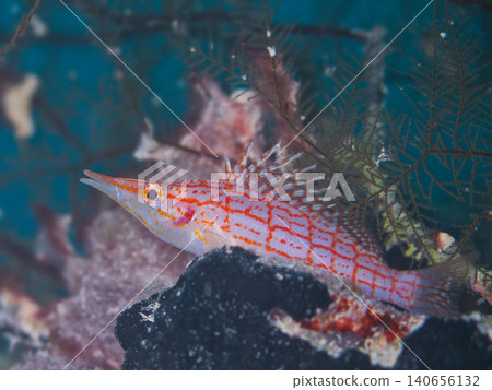 長吻鷹魚(側視圖,特寫) 長吻鷹魚(側視圖,特寫) 140656132