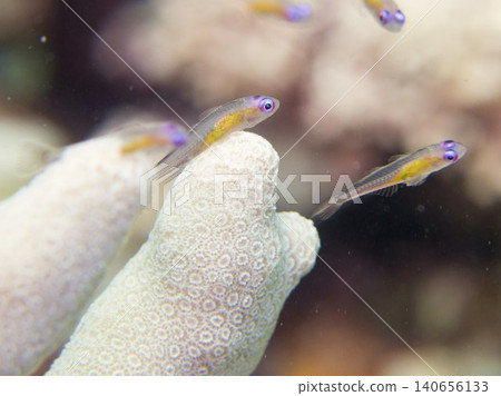 紅眼蝦虎魚和白珊瑚 紅眼蝦虎魚和白珊瑚 140656133
