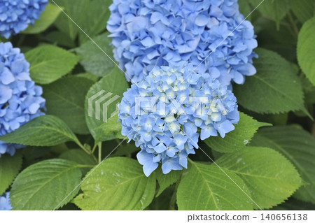 藍色繡球花 藍色繡球花 140656138