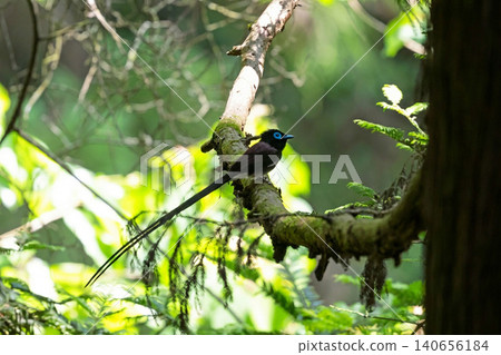 Parakeet Parakeet 140656184