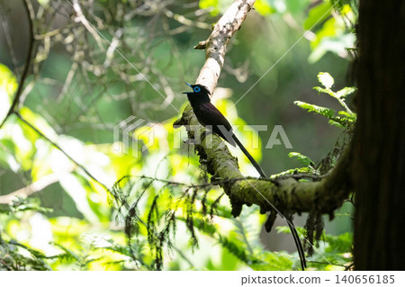 Parakeet Parakeet 140656185