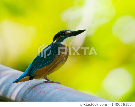 A kingfisher perched on a railing against a backdrop of fresh greenery. A kingfisher perched on a railing against a backdrop of fresh greenery. 140656193