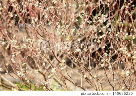 Cute paperbush buds Cute paperbush buds 140656230