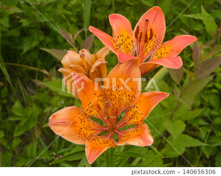 兩朵喇叭百合花,特寫。 兩朵喇叭百合花,特寫。 140656306