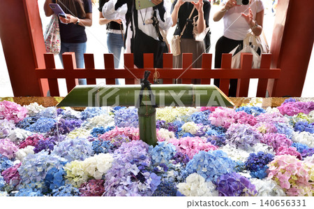 The shrine's water basin is filled with brightly colored hydrangea blossoms. The shrine's water basin is filled with brightly colored hydrangea blossoms. 140656331
