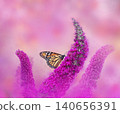 Monarch Butterfly  feeding on Flowers 140656391