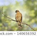 Red-Shouldered Hawk Perching On A Tree 140656392