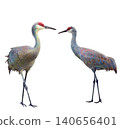 Watercolor of Sandhill Cranes, Isolated on White Background 140656401