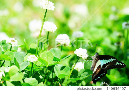 A swallowtail butterfly feeding on nectar from a white clover flower. A swallowtail butterfly feeding on nectar from a white clover flower. 140656407