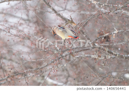 Bohemian waxwings resting in a snowy winter forest. Bohemian waxwings resting in a snowy winter forest. 140656441