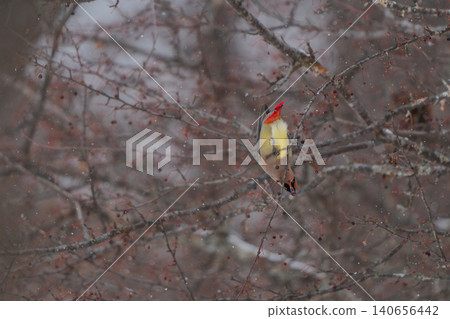 Bohemian waxwings hang upside down in search of nuts. Bohemian waxwings hang upside down in search of nuts. 140656442
