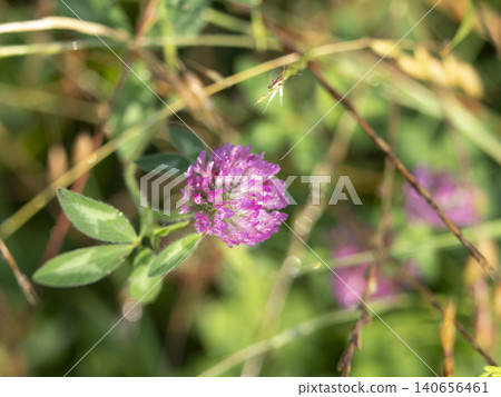 Red clover with water droplets on it Red clover with water droplets on it 140656461