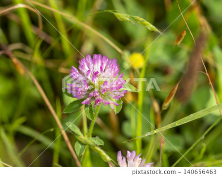 Red clover with water droplets on it 140656463