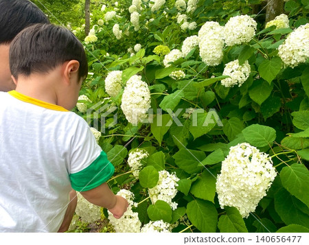 A parent and child observing white hydrangeas A parent and child observing white hydrangeas 140656477