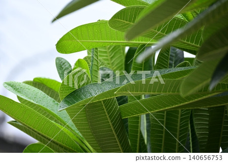 beautiful green leaf texture in springtime, water drop on frangipani leaves beautiful green leaf texture in springtime, water drop on frangipani leaves 140656753