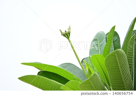 beautiful green leaf texture in springtime, water drop on frangipani leaves beautiful green leaf texture in springtime, water drop on frangipani leaves 140656754