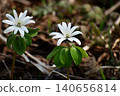 田野裡盛開的銀蓮花（Anemone raddeana）。 140656814