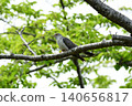 一隻杜鵑鳥棲息在櫻桃樹枝上。 140656817
