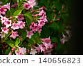 河邊的佛羅裡達錦帶花 140656823