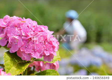 Hydrangea flowers look beautiful with water droplets on them. Hydrangea flowers look beautiful with water droplets on them. 140656849
