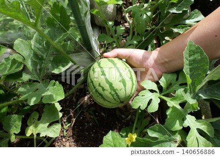 Watermelons in the hand and Young Watermelon Fruits Growing on Vine 140656886