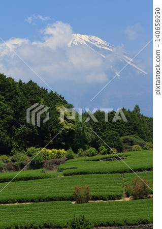 從小淵笹葉翠綠的茶園眺望富士山。 從小淵笹葉翠綠的茶園眺望富士山。 140656950