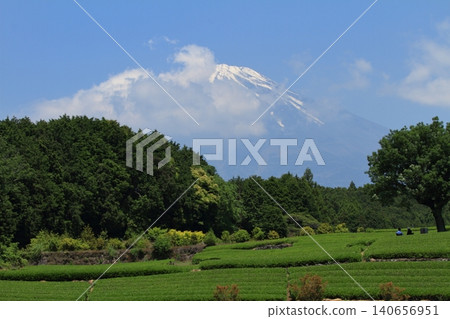 人們在小淵節狀鬱鬱蔥蔥的茶園中欣賞富士山的景色。 人們在小淵節狀鬱鬱蔥蔥的茶園中欣賞富士山的景色。 140656951