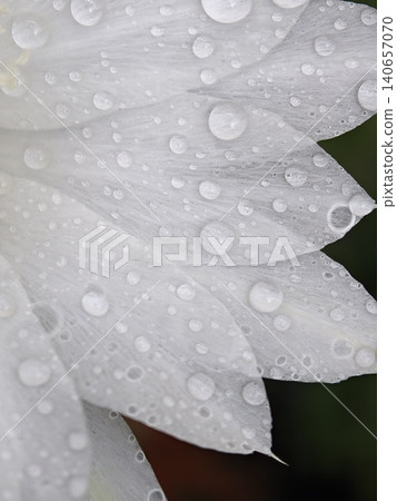 Macro Raindrops on White Flower Petals Closeup Texture Macro Raindrops on White Flower Petals Closeup Texture 140657070