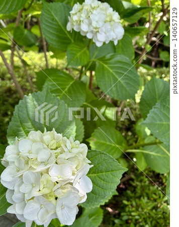 深邃的白色繡球花 深邃的白色繡球花 140657129