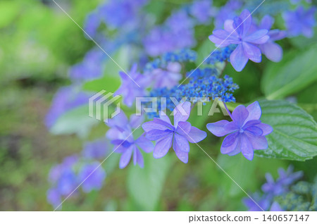 Beautifully blooming double-flowered hydrangeas against a background of fresh greenery. Beautifully blooming double-flowered hydrangeas against a background of fresh greenery. 140657147