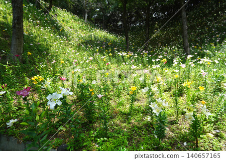 袋井市香井百合園 袋井市香井百合園 140657165