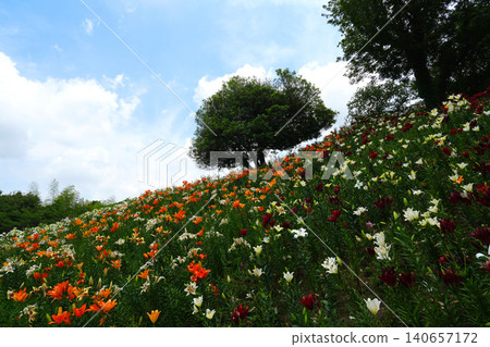 袋井市香井百合園 袋井市香井百合園 140657172