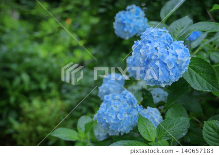 A background image featuring beautiful blue hydrangeas in full bloom after a rain shower in early summer. A background image featuring beautiful blue hydrangeas in full bloom after a rain shower in early summer. 140657183