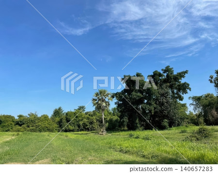 Scenic tropical countryside with green field and palm tree under blue sky Scenic tropical countryside with green field and palm tree under blue sky 140657283