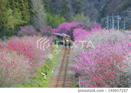 渡良瀨谷鐵道：春日桃花與火車之旅 140657287