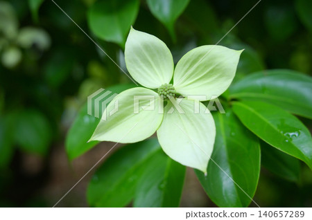 月光下常綠山茱萸樹的特寫。背景/留白 月光下常綠山茱萸樹的特寫。背景/留白 140657289