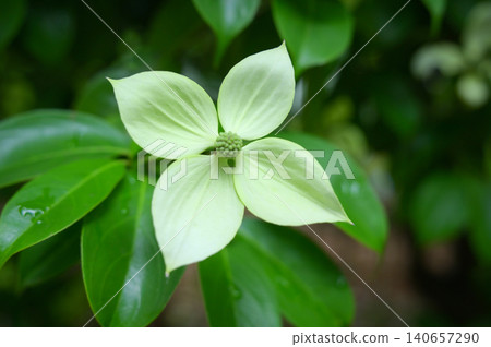Close-up of an evergreen dogwood tree in moonlight. Background/Copy space Close-up of an evergreen dogwood tree in moonlight. Background/Copy space 140657290