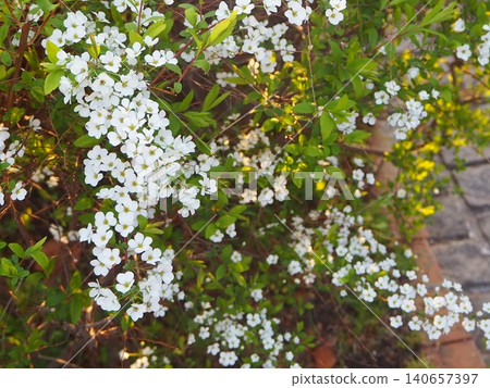 Yukiyanagi白花 Yukiyanagi白花 140657397