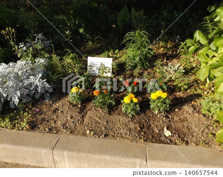 Salvia, marigold, dusty miller 140657544