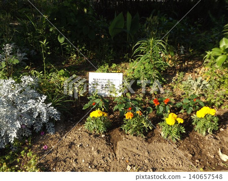 萬壽菊、銀菊、鼠尾草 萬壽菊、銀菊、鼠尾草 140657548