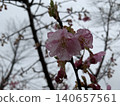 被雨打濕的梅花 140657561