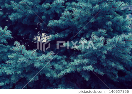 fir tree fir tree fir tree fir tree 140657566