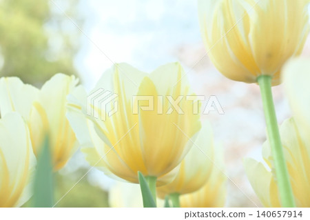 淡金香花 淡金香花 140657914