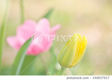 pale-colored tulip flowers pale-colored tulip flowers 140657917