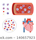 Blood components and the heart 140657923