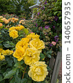Rose Garden at Hakone Gora Park 140657935
