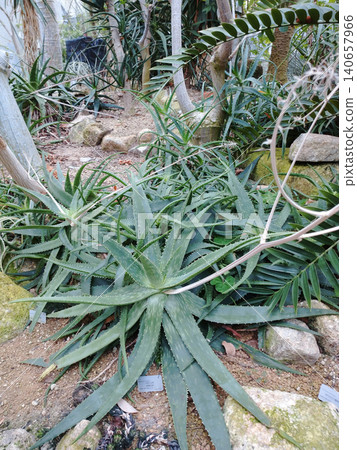 Large succulents Large succulents 140657966