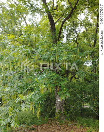 Overgrown plants Overgrown plants 140657967