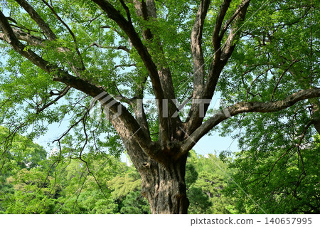 Fresh green landscape Fresh green landscape 140657995