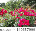 Rose Garden at Hakone Gora Park 140657999